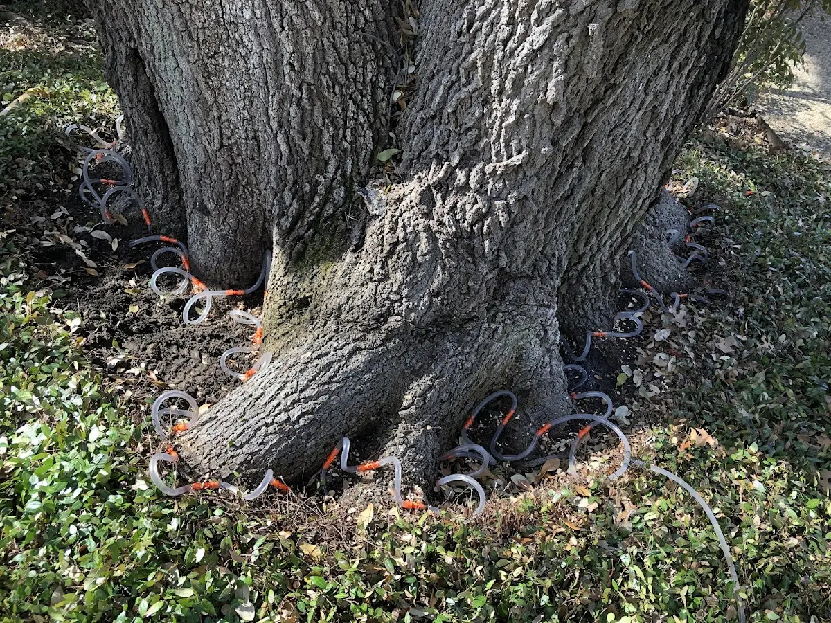 Detailed Tree Cabling and Bracing job site in Big Oak Flat